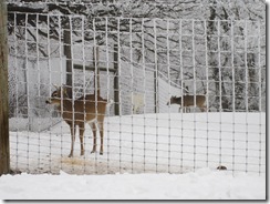 deer