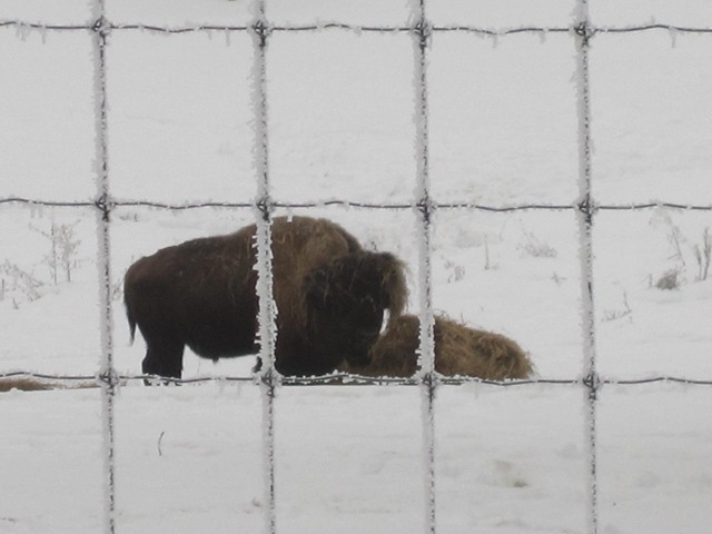 [buffalo[3].jpg]