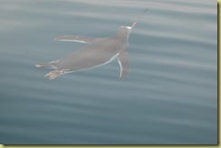 Gentoo Penguin (2)