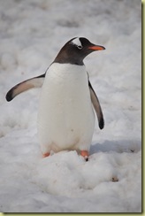 Gentoo in snow