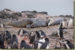 Elephant Seals (1)