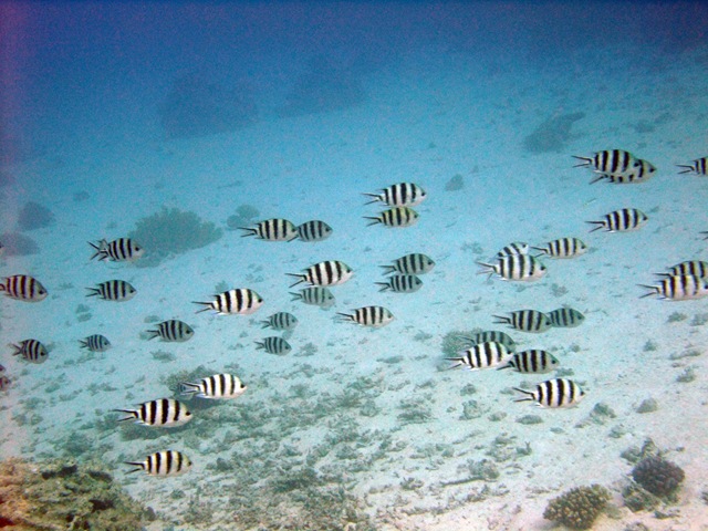 [Zebra Fish Shoal[2].jpg]