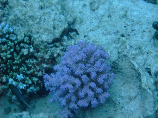 [Coral12.jpg]