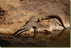 Crocodile Freshwater 4