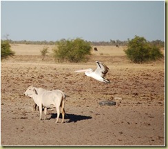 Pelican and Cow