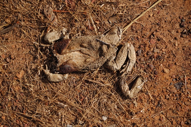 [Dead Cane Toad[2].jpg]