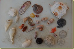 Shells Nana Pat Collected