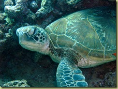 Turtle 3