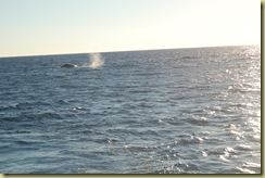 Whale spout