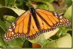 Monarch Wanderer Butterfly