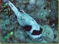 Masked Puffer Fish