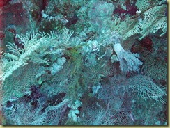 Coral growing on coral