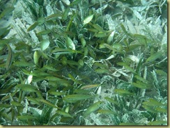 Green Fish