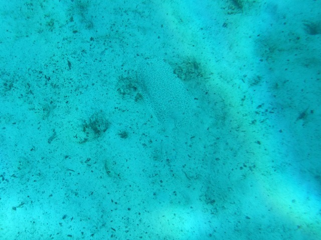 [Spotthefish7.jpg]