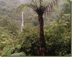 Tangarakau Gorge Waterfall