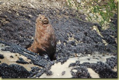 Fur Seal 2