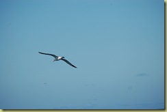 Albatross in Air