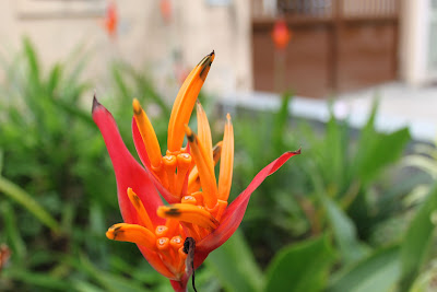 Close-Up Test 2
