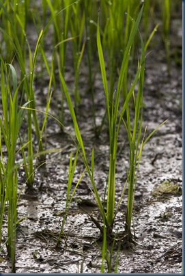 Field_0025