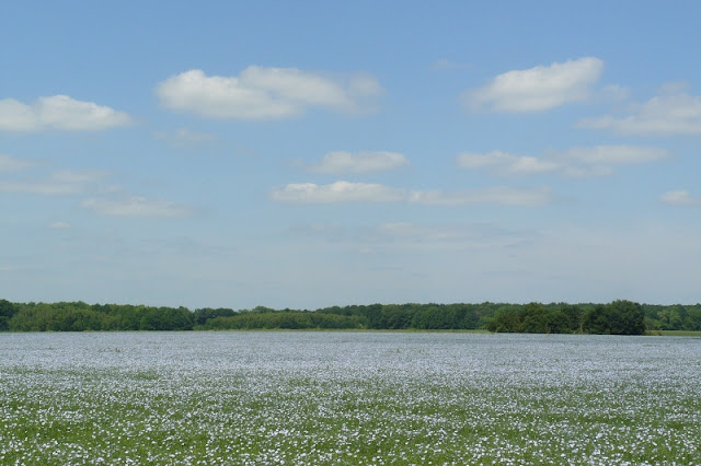 Champs de lin en fleur