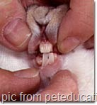 [10130rabbit_teeth[7].jpg]