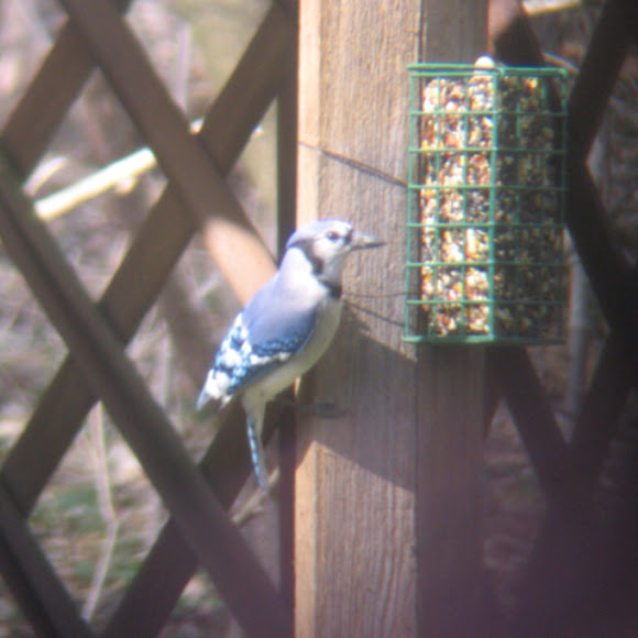 Spotting Image 1