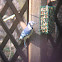 Blue Jay