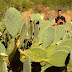 B - South Kaibab Trail 57.jpg, Opuntia, better known as prickly pear, was the most common cactus in the canyon., Grand Canyon NP