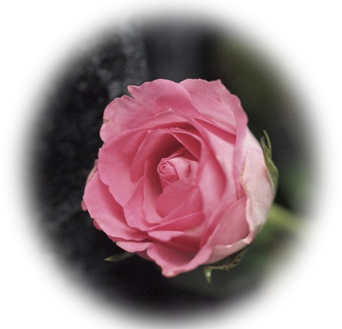 [Rose[6].jpg]