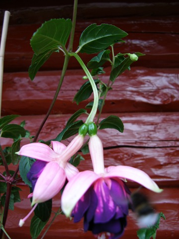 [Juli2008 224[3].jpg]