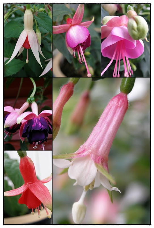 Fuchsia1