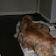 Doggies