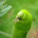Tobacco hornworm