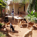 karuna small animal hospital/shelter