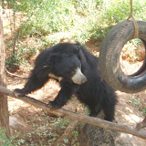 Balu in the paradise