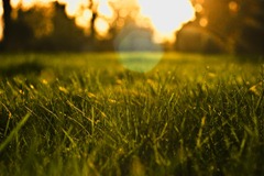 Spring-Grass-3