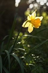 Daffodil-2