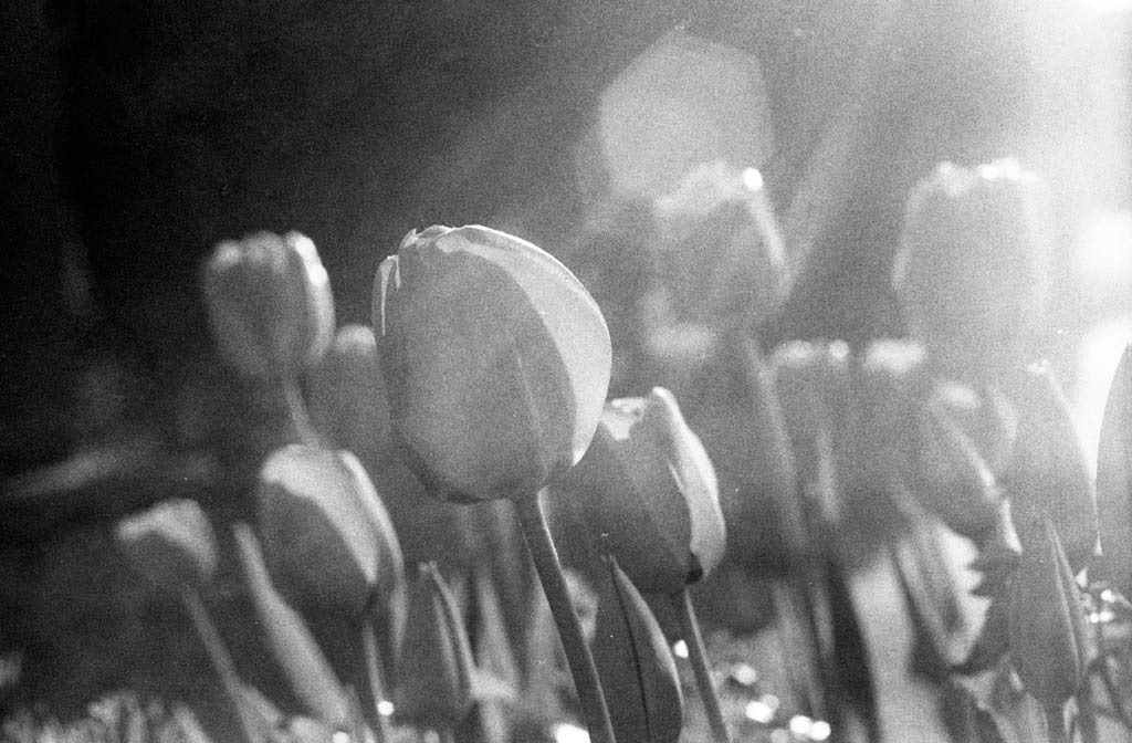 [The-Tulips---Film[7].jpg]
