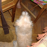 Wrotswog the hostel dog tries to mooch some breakfast Wrotswog the hostel dog tries to mooch some breakfast