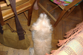 Wrotswog the hostel dog tries to mooch some breakfast