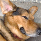 Polish dog Polish dog