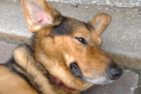 Polish dog Polish dog