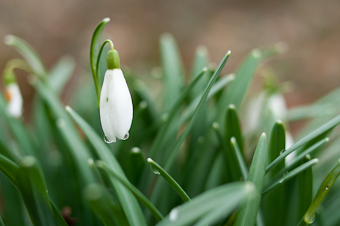 snowdrop
