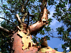 Madrone tree