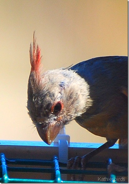 6. Juvenile pyrrhuloxia 7-20-10