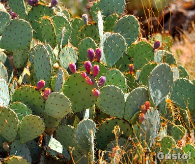 8. Prickly pear
