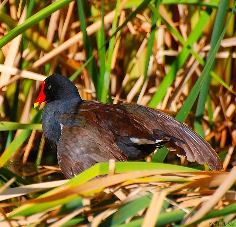[5. common Moorhen[4].jpg]