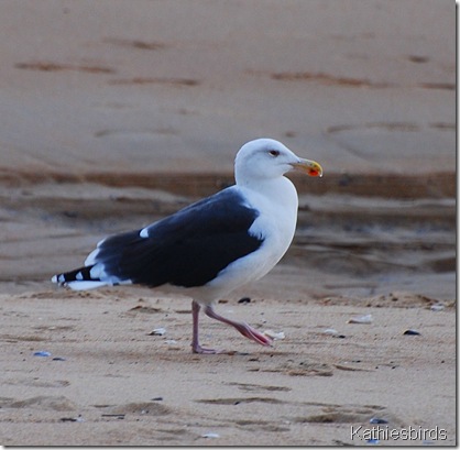 DSC_0207 DSC_0207