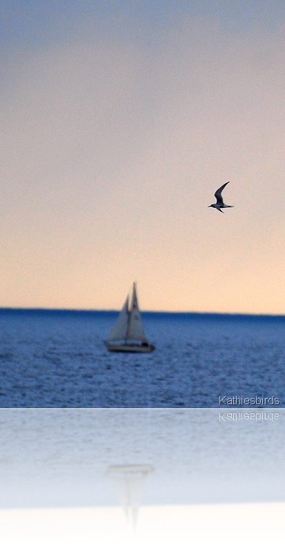 DSC_0226 DSC_0226
