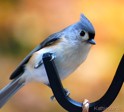 2. titmouse 11-16-10